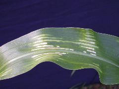1698_zn1_X10F_2318