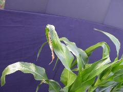 1698_zn1_X10F_2320