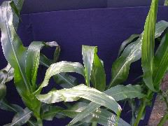 1698_zn1_X10F_2323