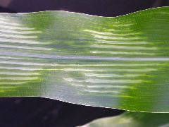 1698_zn1_X10F_2326