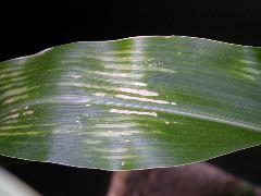 1698_zn1_X10F_2328