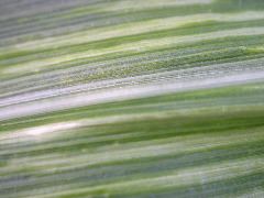 1698_zn1_X10F_2329