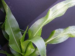 1698_zn1_X10F_2330