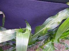 1698_zn1_X10F_2331