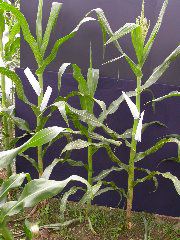 1704_Les6_X27D_2742