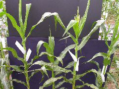 1704_Les6_X27D_2743