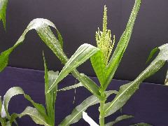 1704_Les6_X27D_2745