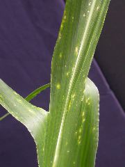 1704_Les6_X27D_2750
