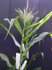 1704_Les6_X27D_2911