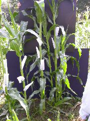 1705_Les3_X28E_2927