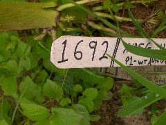 1692_ufo1_X03G_4152