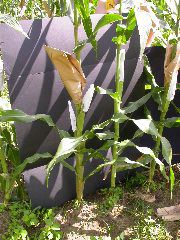 1692_ufo1_X03G_4165