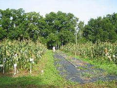 mutfield (11)