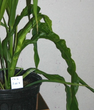 Nov20_SAS-FSU_rs2Corn2