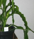 Nov20_SAS-FSU_rs2Corn2