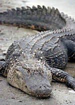 gator
