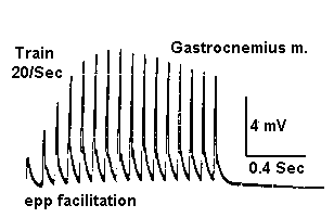 Fig. 32C. EPP facilitates nonpropagated AP.