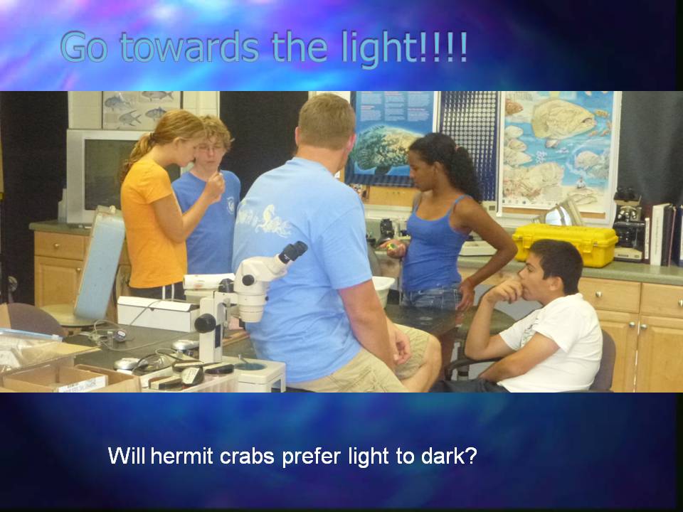Slide titled 'Go towards the light!!!' and is a photo of students discussing something with one of the instuctors in the lab. At the bottom is a question: Will hermit crabs prefer light to dark?