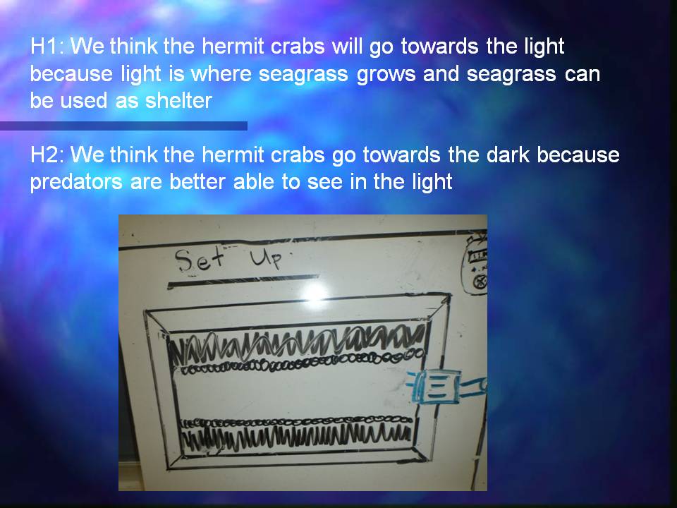 This slide is a continuation of the previous one and has two hypothesises on it. H1: We think the crabs will go towards the light because light is where seagrass grows and they use seagrass as shelter. H2: We think the hermit crabs go towards the dark because predators are better able to see the light. Then there is a hand drawn sketch of their experiment.