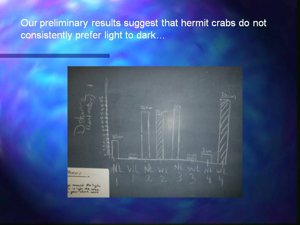 This slide is a continuation of the previous two slides. It states: Our preliminary results suggest hermit crabs do not consistently prefer light to dark... Then there is a hand drawn bar graph of their experimental results.
