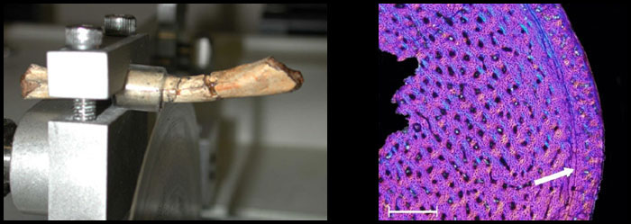 Figure  3. Histological processing of a femur from the non-avian dinosaur