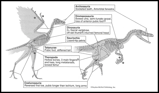 figure 1: derivation of birds (avialans) 