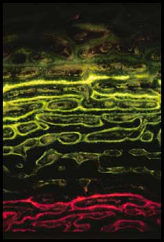 Histological section of a periodically labeled ostrich (Struthio camelus)