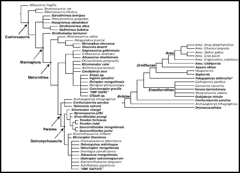 Cladograms for Coelurosauria