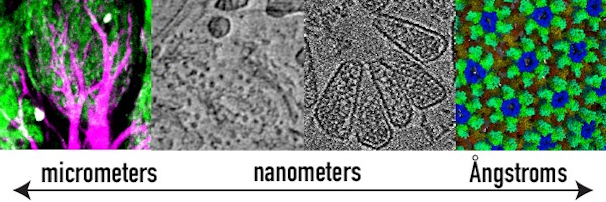 2026 Fowler Symposium - Biological Imaging Across Scales