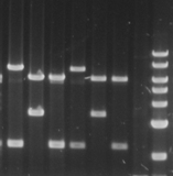 DNA Sequencing