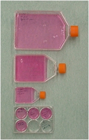 DNA Sequencing