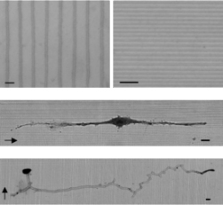 Research Image 5