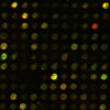 Sequencing by Hybridization
