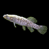 Chromosomal evolution among Esocoid fishes