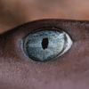 Molecular phylogeny of Sharks