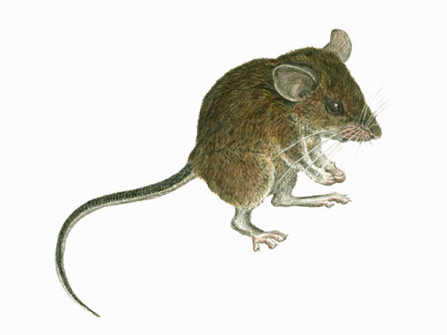 Apomys brownorum (Mount Tapulao forest mouse), Illustration Credit: V. Simeonovski (The Field Museum, https://www.fieldmuseum.org/apomys-brownorum)