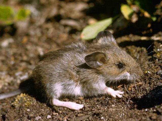 Peromyscus maniculatus (Deer Mouse), Photo Credit: Glenn and Martha Vargas (California Academy of Sciences)