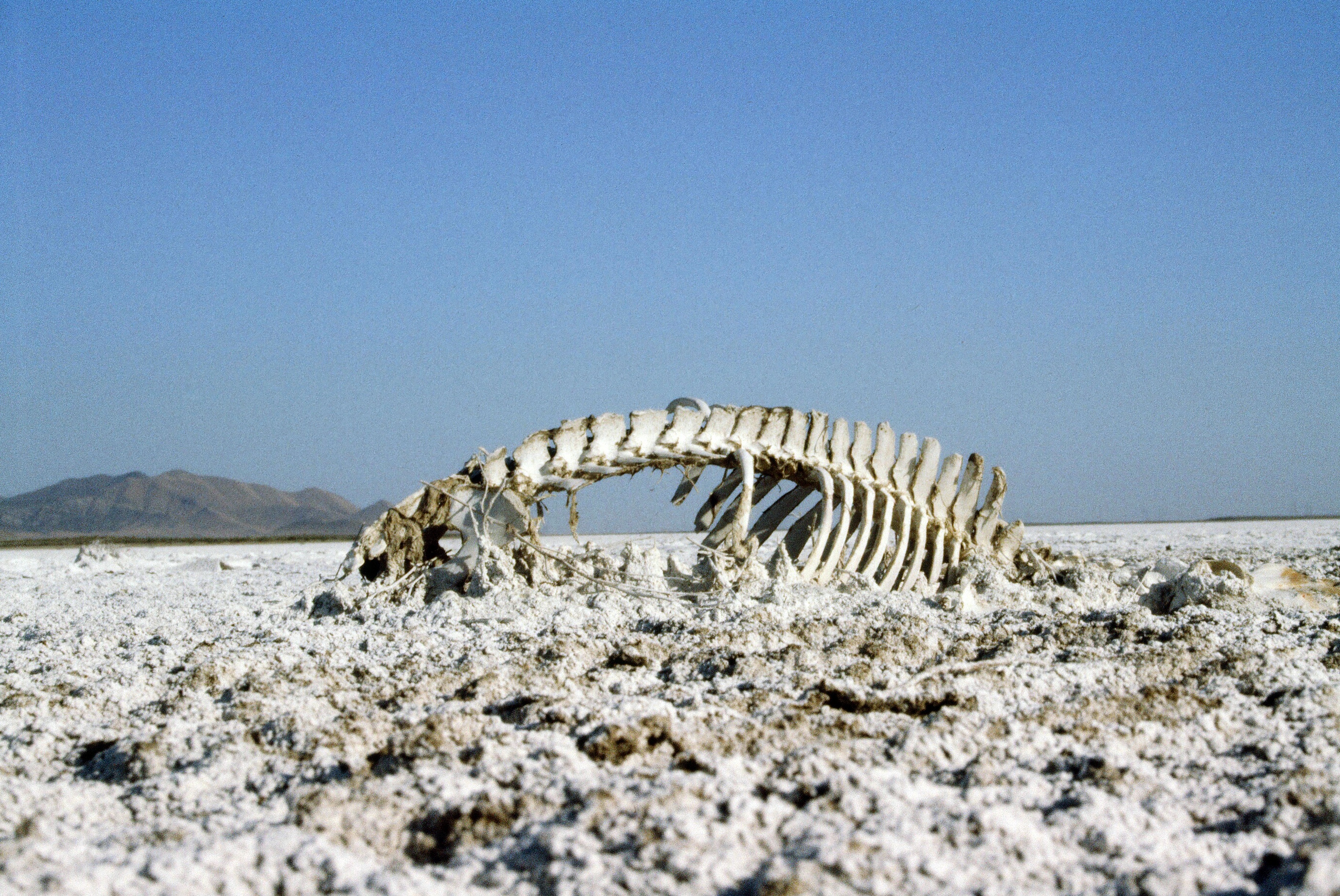 Carrizo Plain