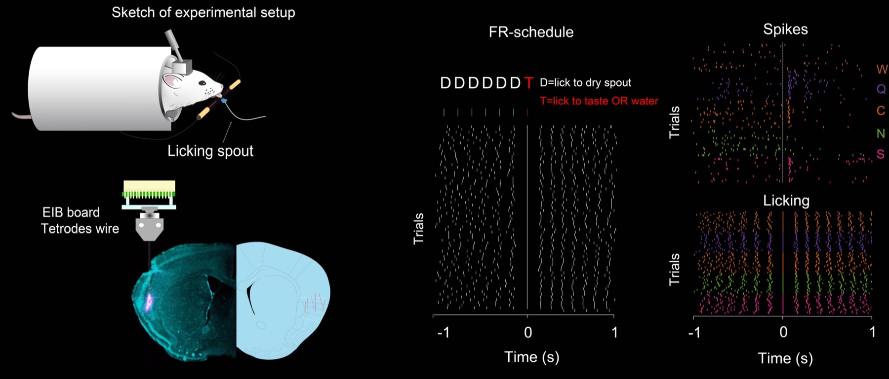 Taste recording from the insular cortex