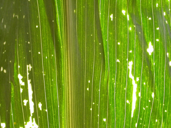 Click for the original image