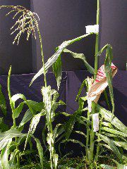 1599_Rg1_315C_2630
