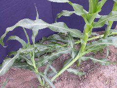 1611_la1_405B_1455
