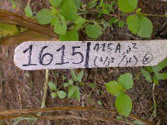 1615_j2_415A_4067