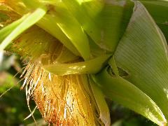 1616_Tu1_416A_4086