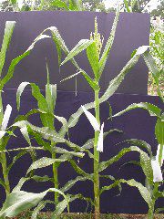 1704_Les6_X27D_2744