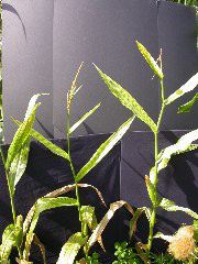 1596_ys3_311F_4056