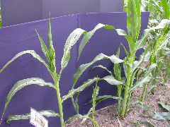 1599_Rg1_315C_1438
