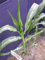 1599_Rg1_315C_1439