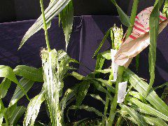 1599_Rg1_315C_2632