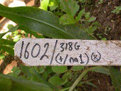 1602_na1_318G_3027